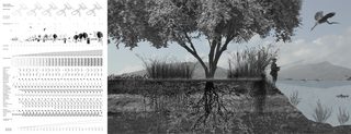 8 riperian buffer